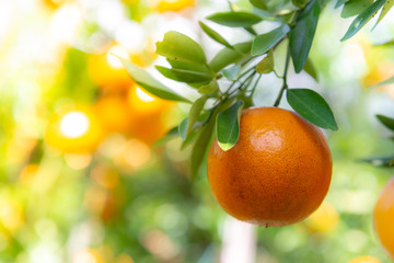 Orange trees with fruits at Nothern fram, Thailand.