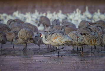 Sand hill cranes step carefully through icy ponds in New Mexico
