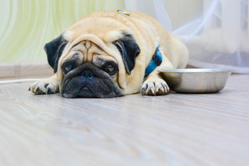 sad dog pug lying on the floor next to the plate. Concept: feeding a pet, hunger, dogs at home, food intake.