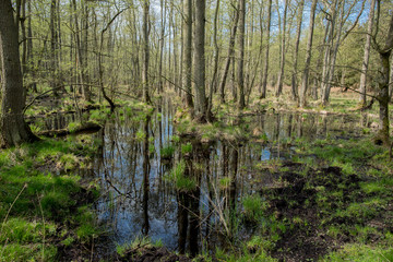 view into a green forest with water