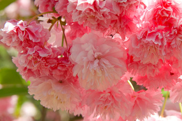 Close up on cherry blossom pink flowers in Japanese garden. Cherry blossom is a flower of several trees of genus Prunus, particularly the Japanese cherry, Prunus serrulata, called sakura