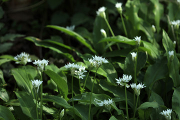 Blühender Bärlauch im Wald