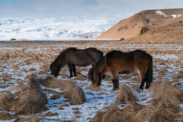 Iceland horse, Equus caballus