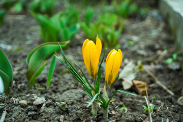 Flower Crocus