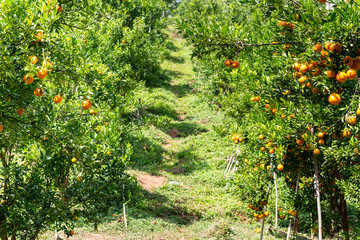 Fototapeta na wymiar Orange trees with fruits at Nothern fram, Thailand.