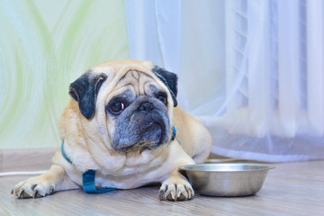 sad dog pug lying on the floor next to the plate. Concept: feeding a pet, hunger, dogs at home, food intake.