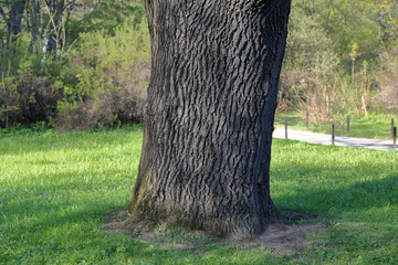 Bicentennial oak in the city park in late spring
