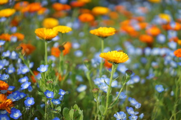 Obraz premium 牛久大仏の春の花