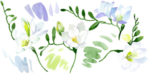 White freesia floral botanical flowers. Watercolor background illustration set. Isolated freesia illustration element. - 266162388