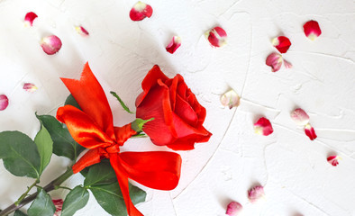 Red rose with ribbon bow on white background with petals