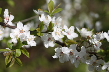 Close up of white lilac branch in the garden.