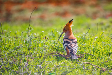 Eurasian hoopoe or Upupa epops in sits in grass in steppe