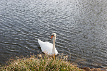 White swan swims near the shore in the lake