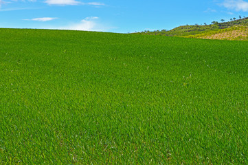 Beautiful Green Hay Field, Sicilian Landscape, Mazzarino, Caltanissetta, Italy, Europe