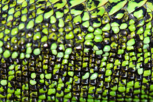 Close up green reptile skin texture background