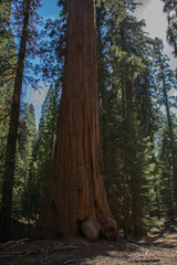 Lanscape Sequoia trees summer time blue sky