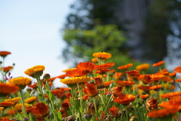 牛久大仏の春の花