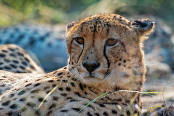 Cheetah Brothers