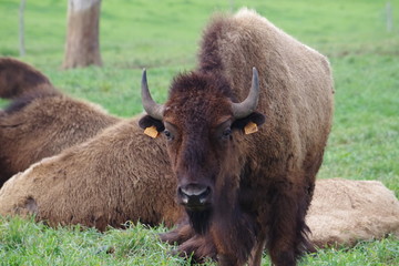 Les bisons du Poitou