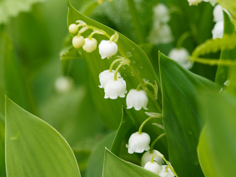 552 Meilleures Brin De Muguet Images Photos Et Illustrations Vectorielles Stock Adobe Stock 552 Meilleures Brin De Muguet Images Photos Et Illustrations Vectorielles Stock Adobe Stock