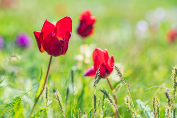 Obraz premium Close up red Schrenck's tulip or Tulipa Tulipa schrenkii in the steppe