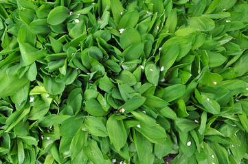 Green fresh Spring foliage top view