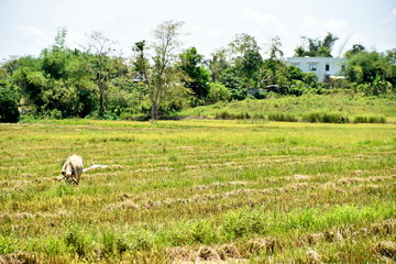 Santiago city, Isabela, Philippines skyline from and around Dariok hill at the day, top of the hill