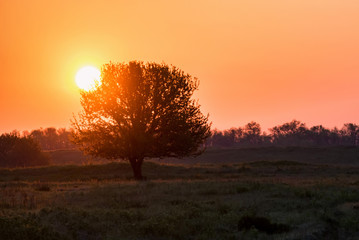 Obraz na płótnie Canvas Beautiful silhouette of the tree at sunrise in steppe