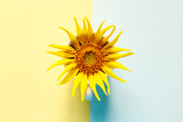 Creativity of sunflower with cup on pastel pink and blue background. Minimal idea summer concept. top view