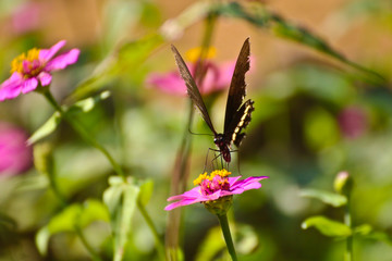 Butterfly on perple flower morning time