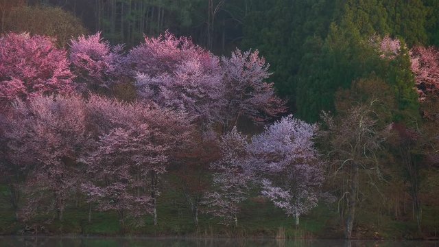 中綱湖の桜の朝