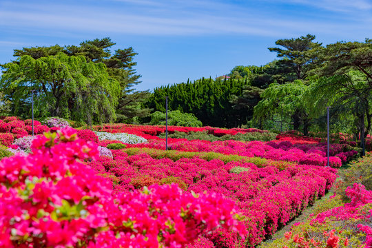 213 Best 小室山 Images Stock Photos Vectors Adobe Stock