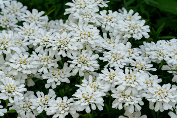 Detailaufnahme schneeweisser Schleifenblumen ( Iberis sempervirens )Blüten 