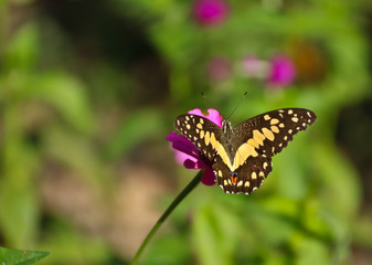 Butterfly on perple flower morning time