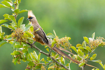 Vogel auf Baumkrone in Afrika