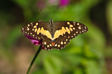 Butterfly on perple flower morning time