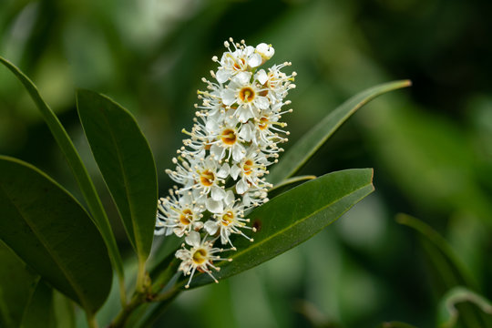Makroaufnahme Bl&uuml;tenstand eines bl&uuml;henden Lorbeerkirsch Busches ( prunus laurocerasus )