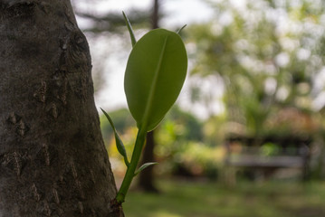 Fototapeta na wymiar green plant in the garden