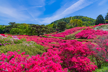 静岡県伊東市　小室山公園のツツジ