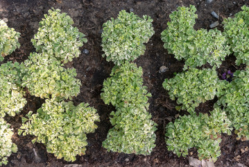 lettuce growing in the garden