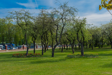 Obraz premium Pink blossoming trees along a fence Spring time background