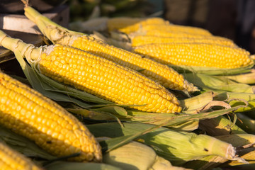 fresh corn on the cob