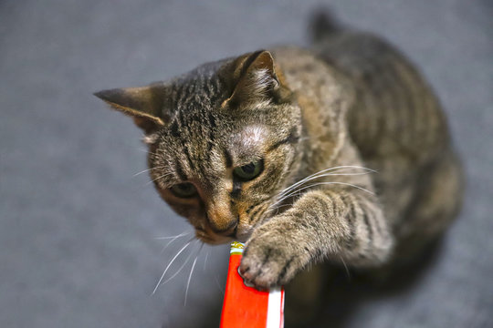 ちゅ～るを食べるキジトラ猫