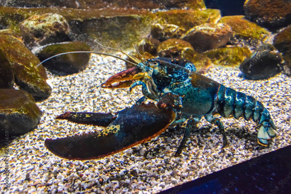 Wall mural blue lobster lobster under the water crawls in the aquarium