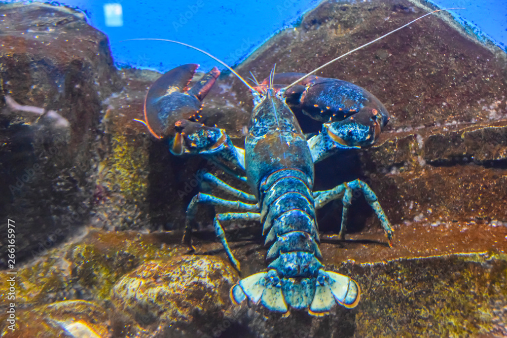 Wall mural blue lobster lobster under the water crawls in the aquarium