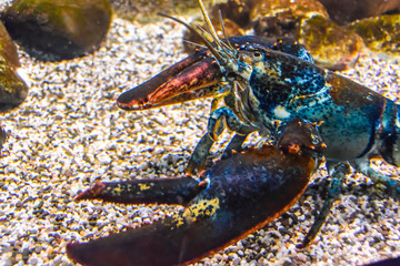 blue lobster lobster under the water crawls in the aquarium