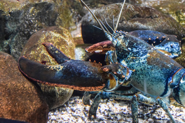 blue lobster lobster under the water crawls in the aquarium
