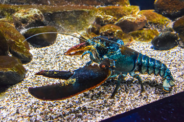 blue lobster lobster under the water crawls in the aquarium