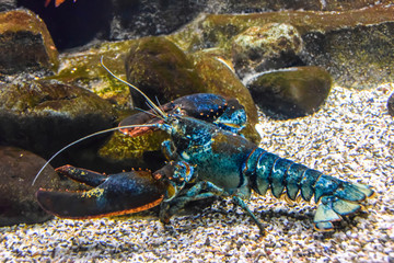 blue lobster lobster under the water crawls in the aquarium