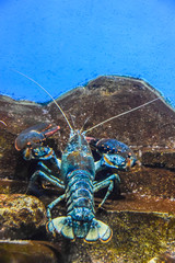 blue lobster lobster under the water crawls in the aquarium